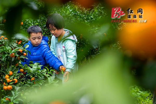 广东省沙糖桔，甜蜜产业的崛起与乡村振兴的生动实践