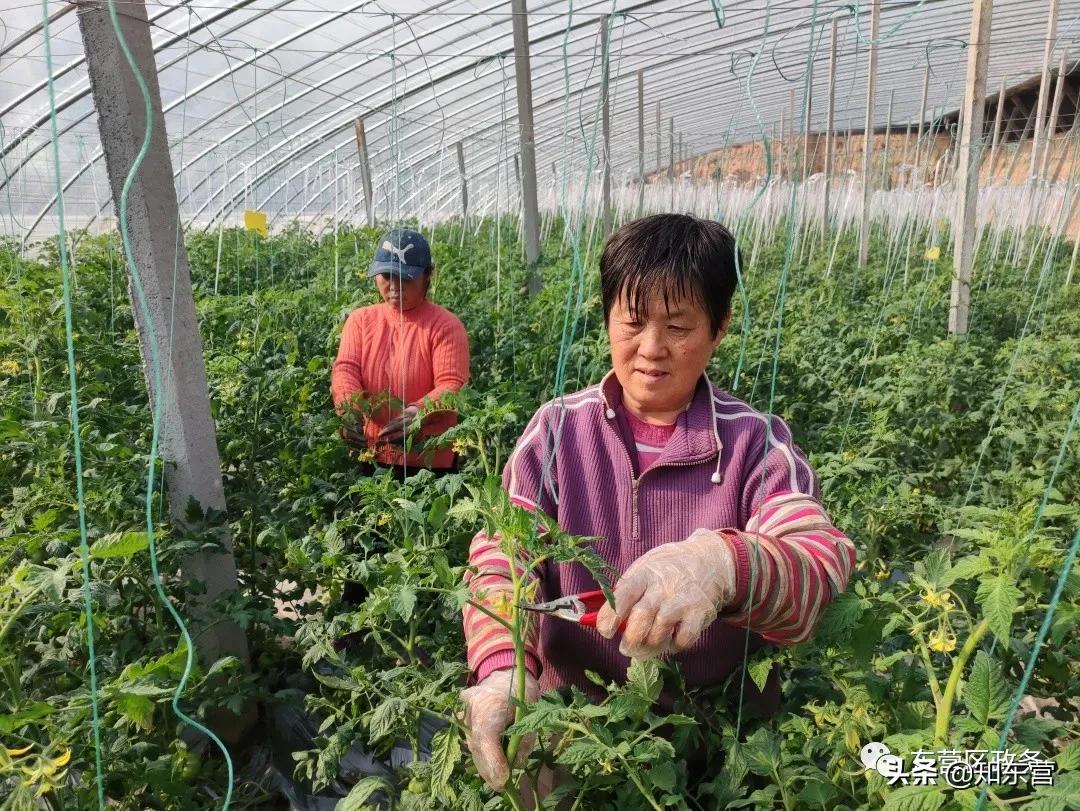 广东景观园林有限公司，匠心筑梦，绿意盎然的艺术之旅