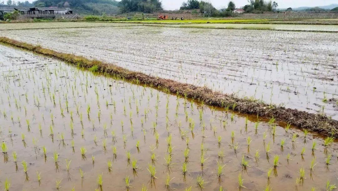 广东省保险公司清单，探索岭南大地的保险版图