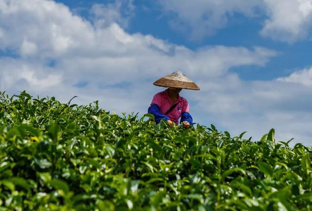 广东英红茶业股份有限公司，传承与创新并驱的茶界先锋