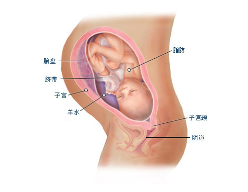 6个月的胎儿图片，探索孕期奇迹的奥秘